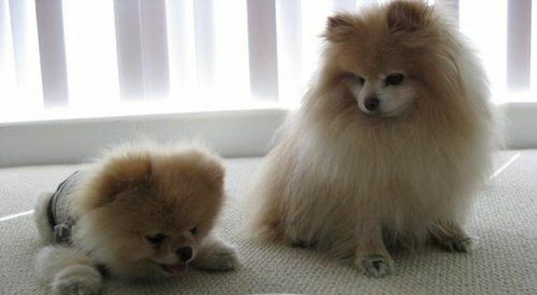 boo murio el perro mas lindo del mundo