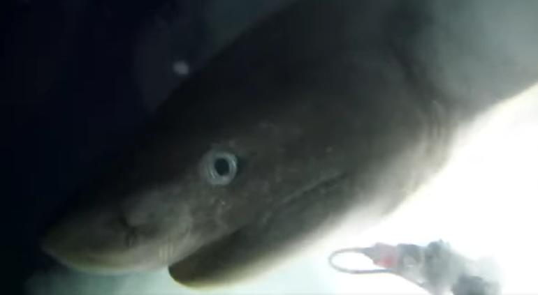 #Video Graban a tiburón milenario en las Bahamas #Video Graban a tiburón milenario en las Bahamas