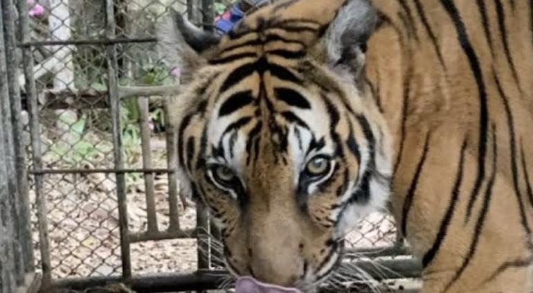 Abandonan En Tailandia Zoologico Con Animales Hambrientos Tiempo En esta página podrás jugar y repasar la alimentación de los animales. tiempo la noticia digital