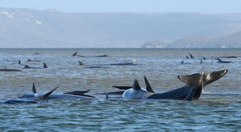 90 ballenas mueren varadas en Australia; más de 200 siguen atrapadas 90 ballenas mueren varadas en Australia; más de 200 siguen atrapadas