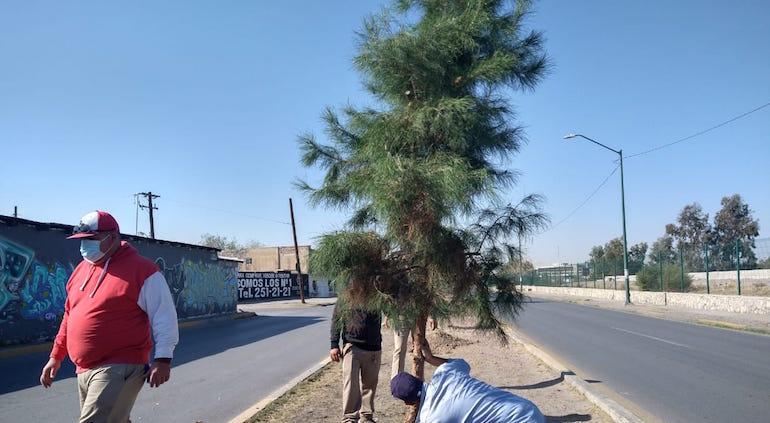 Repondrán árboles derrumbados por choques en el Malecón