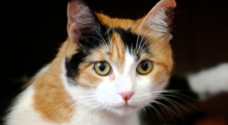 Fiesta de cumpleaños de un gato deja a 15 personas con Covid