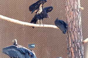 Relacionada condor-de-california-1.jpg