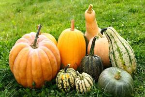 Relacionada beatriz-calabazas-1bigstock-pumpkin-and-squash-gourds-autu-302269225-2-1c.jpg