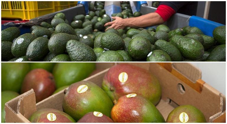 Suman U 82 mil millones las pérdidas por bloqueo al aguacate y mango