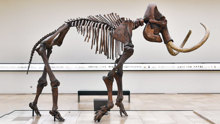 Un esqueleto de mamut lanudo en el museo de Halle, Alemania, el 7 de octubre de 2016. 