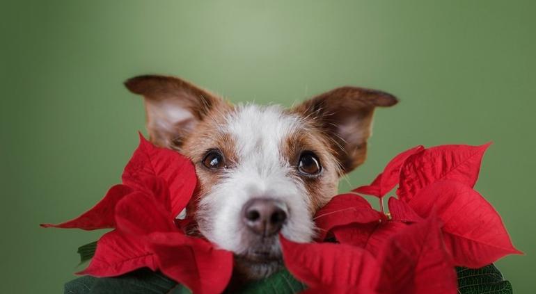 Decoración navideña? ¡Cuidado! Nochebuenas podrían dañar a tu perrito |  Tiempo