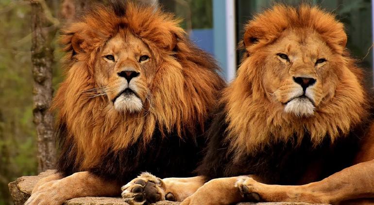 Matan dos leones a niña que entro al bosque en la India | Tiempo