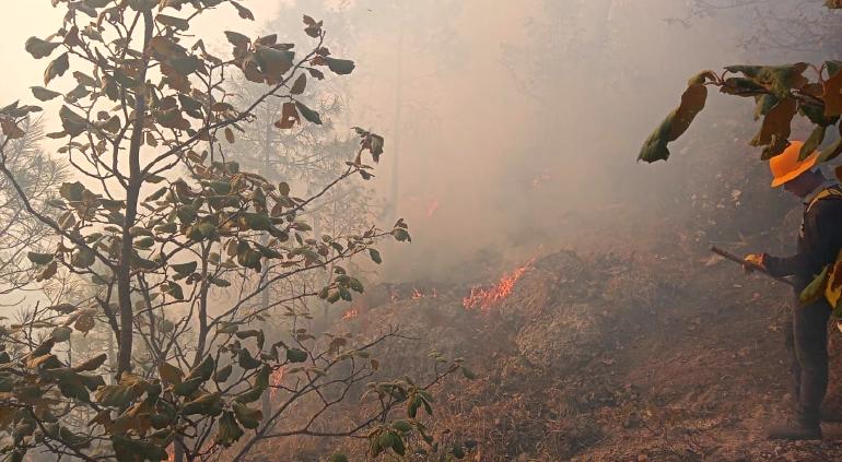 Pagan Estado y Conafor a 355 brigadistas vs 24 incendios forestales - Vimarsana News