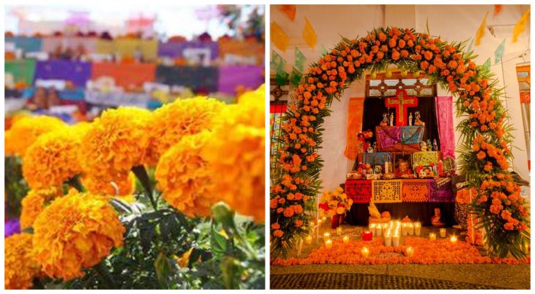 Significado de las flores en la ofrenda de Día de Muertos | Tiempo