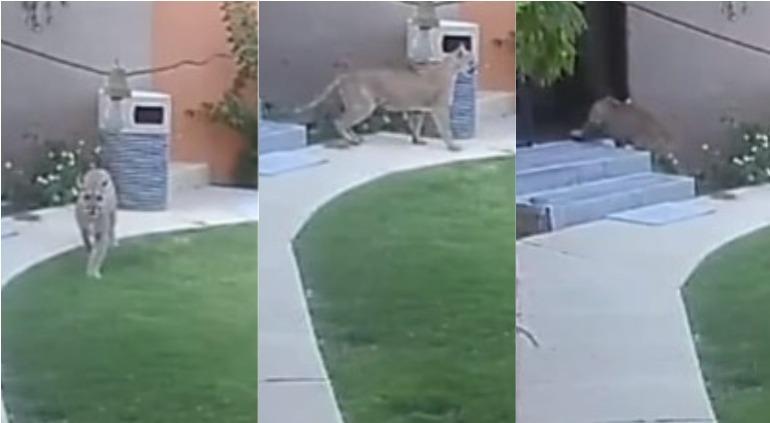 Puma deals el paso