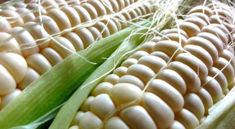 Resultó mínima la compra de maíz en Sinaloa con precio de garantía | Tiempo