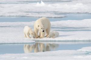 Relacionada osos-polares-artico.jpg