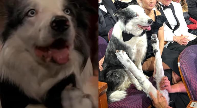 Así grabaron aplauso de perrito Messi en los Oscar📸