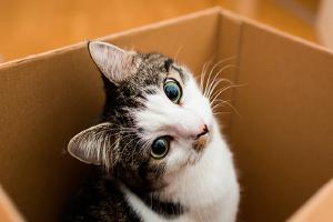 Relacionada gatos-caja-2.jpg