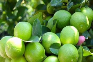 Relacionada limon.jpg