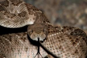 Relacionada serpiente-cascabel.jpg