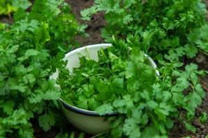 Relacionada cilantro-harvest-in-the-garden-selective-focus-2024-02-01-14-04-20-utc-1.jpg