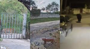 Relacionada animales-sueltos-nuevo-leon.jpg
