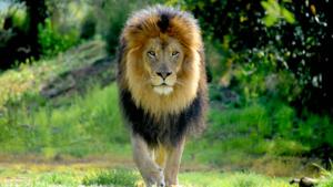 Relacionada leon_by_gunther_fraulob.jpg