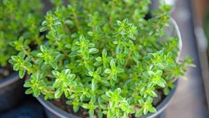 Relacionada thyme-closeup.jpg