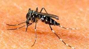 Relacionada zika-dengue.jpg