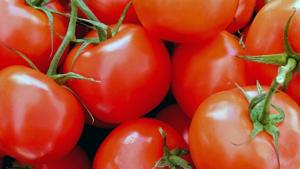 Relacionada racimos-de-tomates-frescos-vendidos-como-verdura.jpg