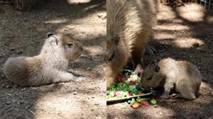 Relacionada capibara.jpg
