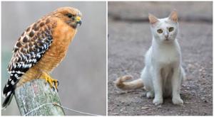 Relacionada aguililla-gato.jpg