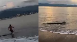 Relacionada cocodrilo-playa-vallarta.jpg