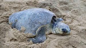 Relacionada miles-de-tortugas-golfinas-arriban-antes-de-lo-previsto-a-costas-de-michoacan_d6858cde-d6ba-42ba-9852-32ac4a4f9ade_media.jpg