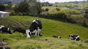Relacionada vaca-jalisco.jpg