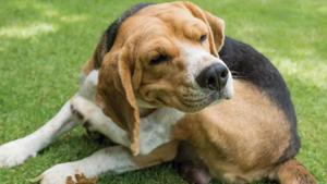 Relacionada alergias-para-perros.jpg