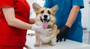 Relacionada principal_esterilizacion.jpg
