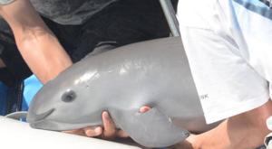 Relacionada vaquita-marina.jpg