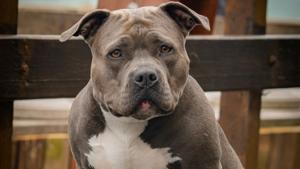 Relacionada nina-de-4-anos-muere-tras-ataque-de-perro-pitbull-en-tecoman-colima.jpg