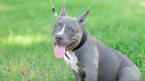 Relacionada perro-pitbull-blue.jpg