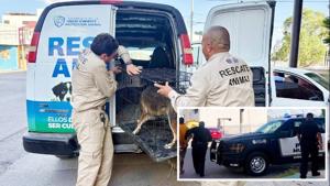 Relacionada detenido-maltrato-animal.jpg