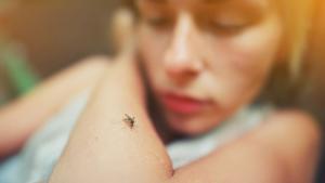 Relacionada dengue-zika.jpg