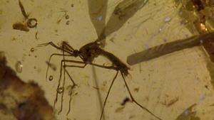 Relacionada jurassicparkmosquito.jpg