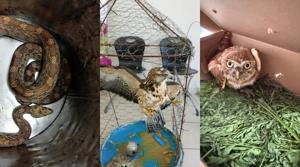 Relacionada animales-daba.jpg