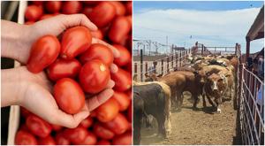 Relacionada tomate-ganado.jpg