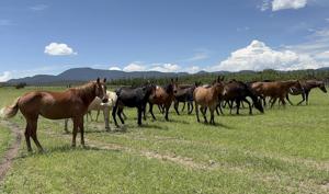 Relacionada caballos1.jpg