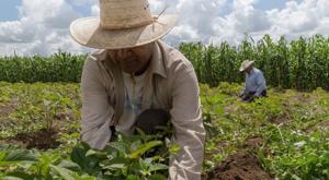 Relacionada agricultura.jpg