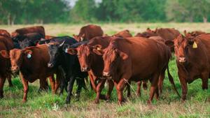 Relacionada granja-ganadera-ganaderia-rancho-vacas-angus-hereford.jpg