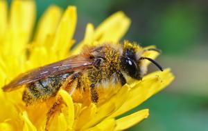 Relacionada abeja-polinizador.jpg
