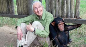 Relacionada jane-goodall.jpg