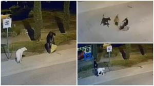 Relacionada casoperrosmontecarlo.jpg