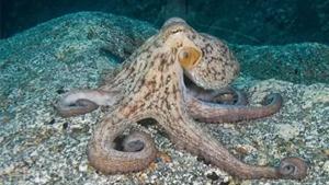 Relacionada octopus_vulgaris.jpg