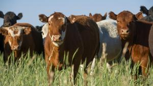 Relacionada vacas-aapresid.jpg